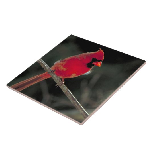 Roter Kardinal auf einer Baumzweigung Fliese (Seite)