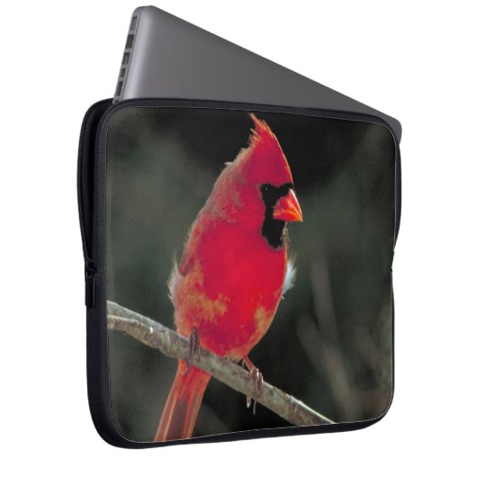 Roter Kardinal auf einer Baumzweigung Laptopschutzhülle (Vorne Rechts)