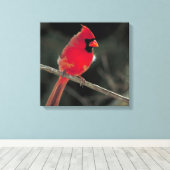 Roter Kardinal auf einer Baumzweigung Leinwanddruck (Insitu (Holzboden))