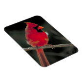 Roter Kardinal auf einer Baumzweigung Magnet (Rechte Seite)