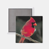 Roter Kardinal auf einer Baumzweigung Magnet (Vorderseite/Rückseite)