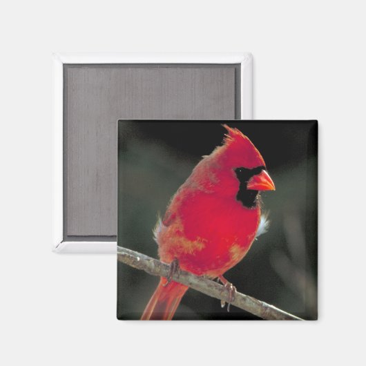 Roter Kardinal auf einer Baumzweigung Magnet (Vorderseite/Rückseite)