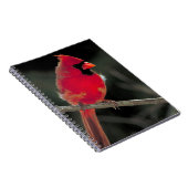 Roter Kardinal auf einer Baumzweigung Notizblock (Rechte Seite)