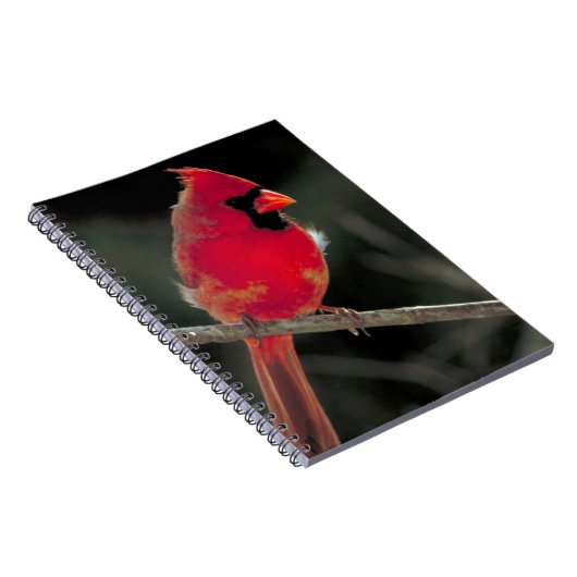 Roter Kardinal auf einer Baumzweigung Notizblock (Rechte Seite)