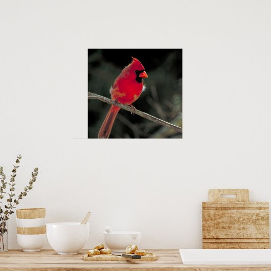 Roter Kardinal auf einer Baumzweigung Poster (Küche)