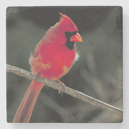 Roter Kardinal auf einer Baumzweigung Steinuntersetzer (Vorderseite)