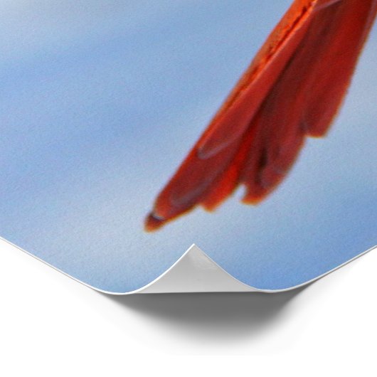 Roter Kardinal auf Holzstumpf Poster (Ecke)