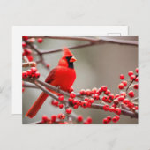 Roter Kardinal Bird Forest Berries Feiertagspostkarte (Vorne/Hinten)