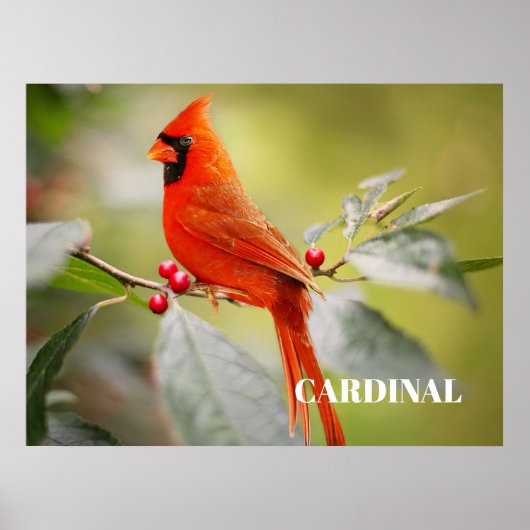 Roter Kardinal Bird in Tree Poster (Vorne)