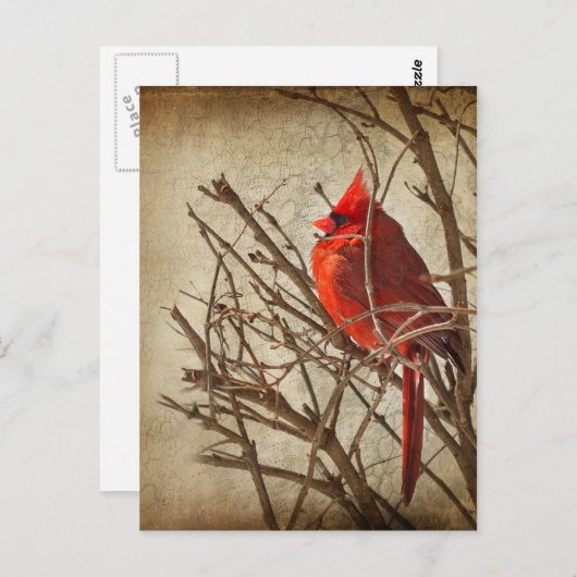 Roter Kardinal - Braune Textur Postkarte (Vorne/Hinten)
