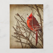 Roter Kardinal - Braune Textur Postkarte (Vorderseite)