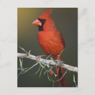 Roter Kardinal, Cardinalis cardinalis, Männchen Postkarte