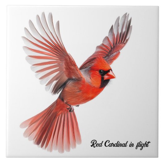 Roter Kardinal Fliese (Vorderseite)
