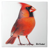 Roter Kardinal Fliese (Vorderseite)