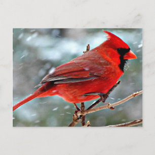Roter Kardinal im Schnee Feiertagspostkarte