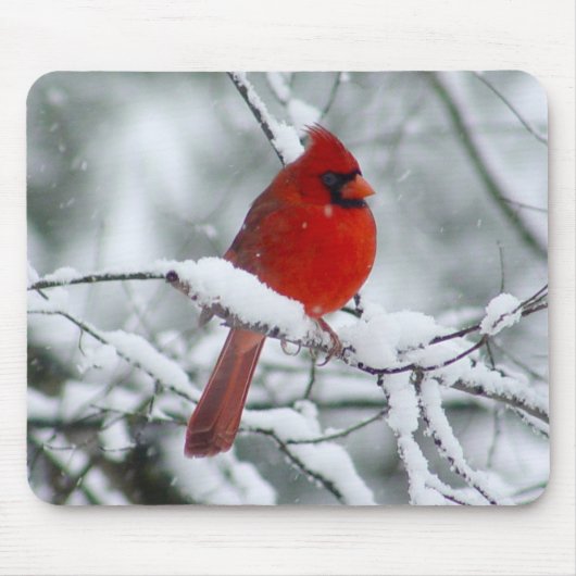 Roter Kardinal im Schnee Mousepad (Vorne)