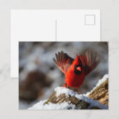 Roter Kardinal im Schnee Postkarte (Vorne/Hinten)