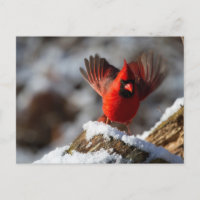 Roter Kardinal im Schnee
