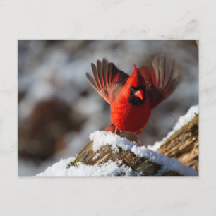Roter Kardinal im Schnee Postkarte