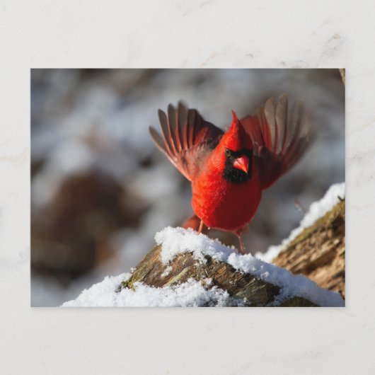 Roter Kardinal im Schnee Postkarte (Vorderseite)