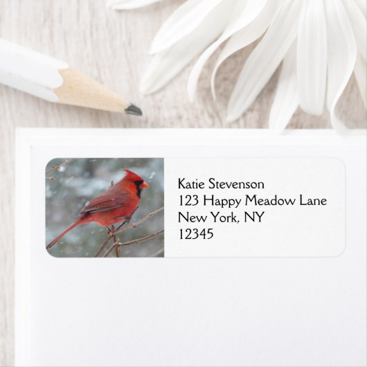 Roter Kardinal im Winter (Insitu)