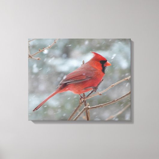 Roter Kardinal im Winter Leinwanddruck (Vorderseite)