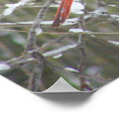 Roter Kardinal im Winter Poster (Ecke)