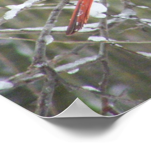 Roter Kardinal im Winter Poster (Ecke)