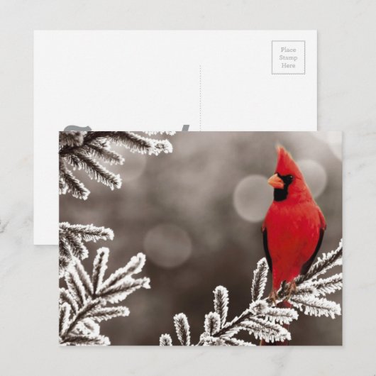 Roter Kardinal im Winter Postkarte (Vorne/Hinten)