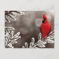 Roter Kardinal im Winter