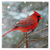 Roter Kardinal im Winterschnee Fliese (Vorderseite)