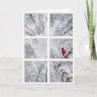 Roter Kardinal in einem Winterfenster