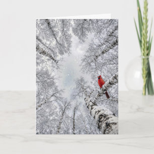 Roter Kardinal in einem winterlichen weißen Birken Karte