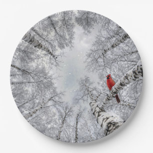 Roter Kardinal in einem winterlichen weißen Birken Pappteller
