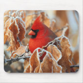 Roter Kardinal in frostigen Herbstblättern Mousepad (Vorne)