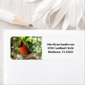 Roter Kardinal in Tree (Insitu)