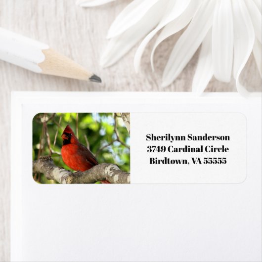 Roter Kardinal in Tree (Insitu)