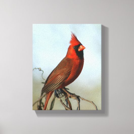 Roter Kardinal Leinwand (Vorderseite)