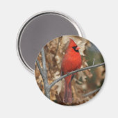 Roter Kardinal Magnet (Vorderseite/Rückseite)