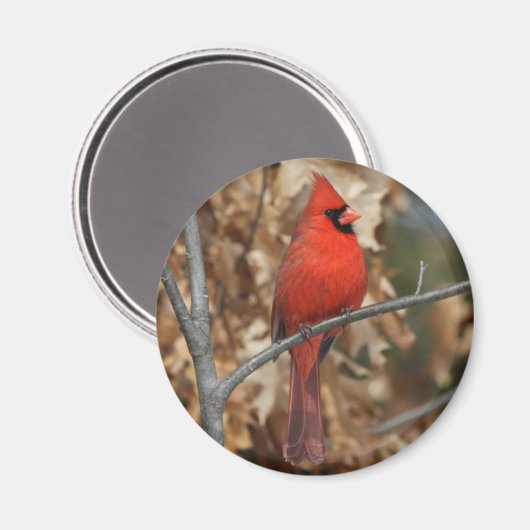 Roter Kardinal Magnet (Vorderseite/Rückseite)