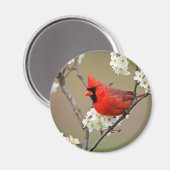 Roter Kardinal Magnet (Vorderseite/Rückseite)