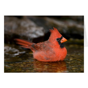 Roter Kardinal Männchen badend