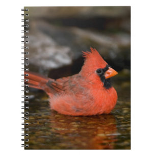 Roter Kardinal Männchen beim Baden Notizblock