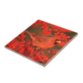 Roter Kardinal-Männchen, IL Fliese (Seite)