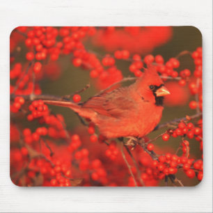 Roter Kardinal-Männchen, IL Mousepad