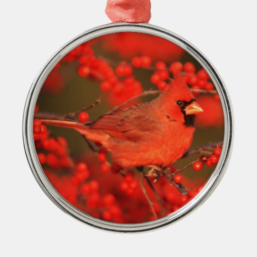 Roter Kardinal-Männchen, IL Silbernes Ornament (Vorne)