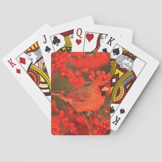 Roter Kardinal-Männchen, IL Spielkarten (Rückseite)