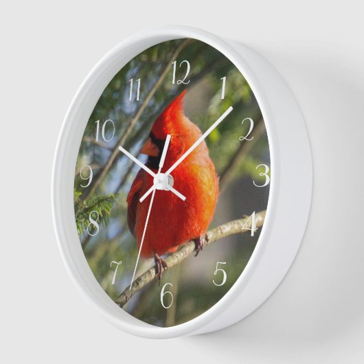 Roter Kardinal Pines Uhr (Winkel)