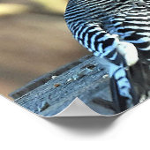 Roter Kardinal Poster (Ecke)