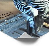 Roter Kardinal Poster (Ecke)